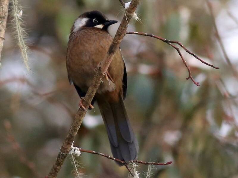 Black-faced Laughingthrush, Photos 2