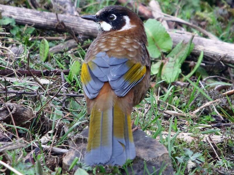 Black-faced Laughingthrush, Photos 3