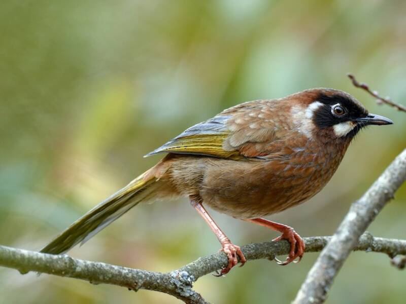 Black-faced Laughingthrush, Photos 4