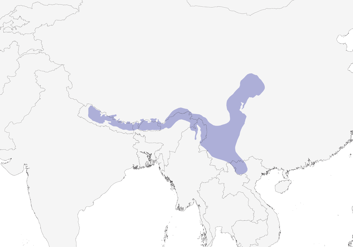 Black-faced Laughingthrush, Distribution 1