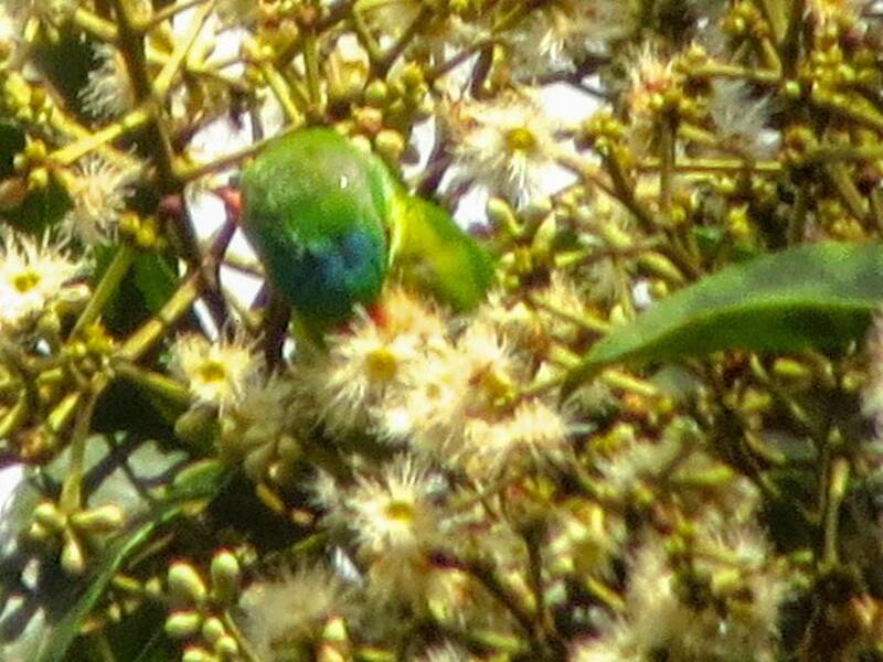 Blaustirn-Zwerglori, Fotos 3