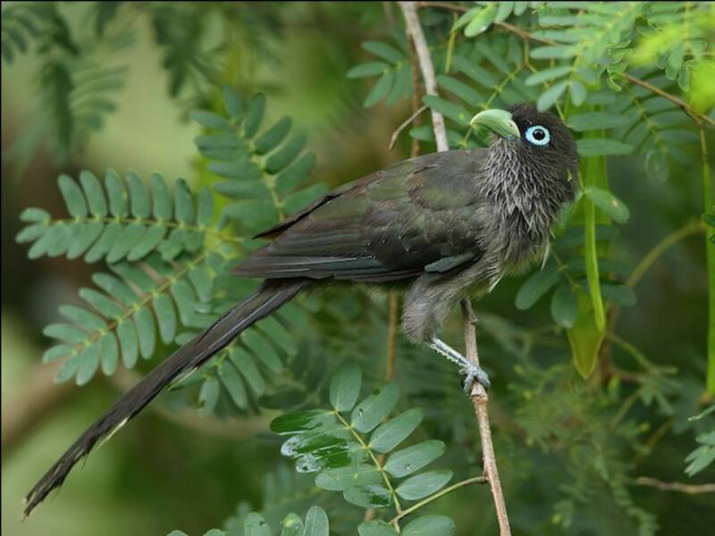 Malkoha à face bleue
