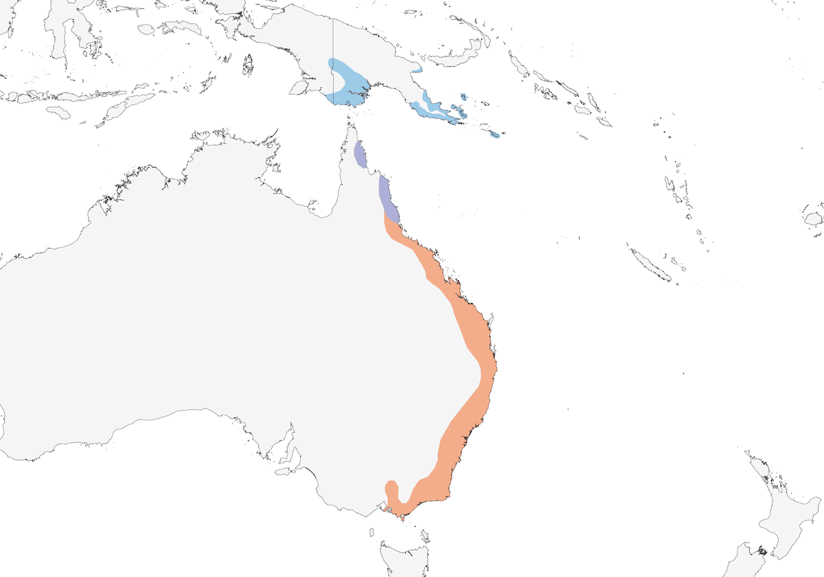 Monarca faccianera, Distribuzione 1
