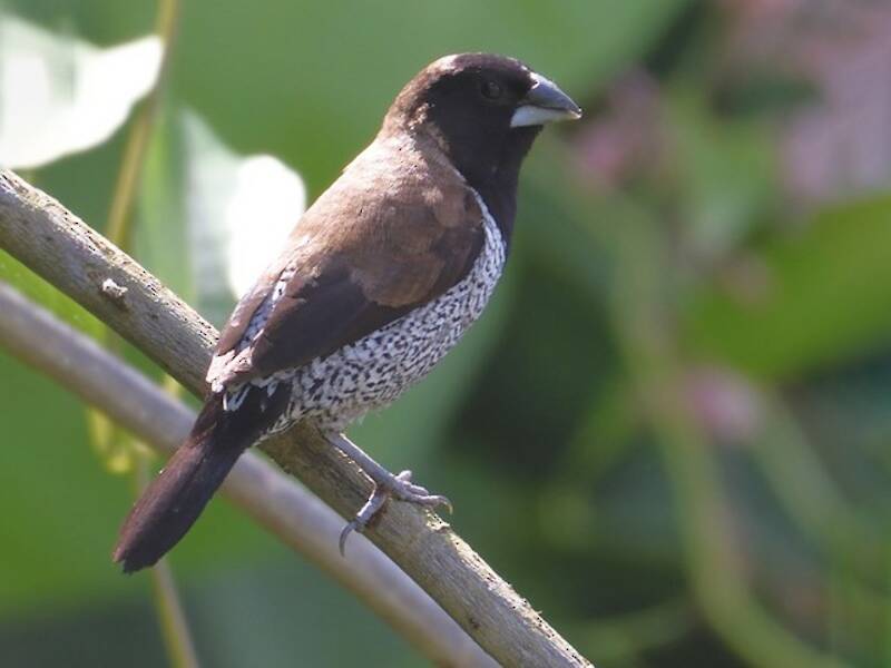 Black-faced Munia, Photos 2