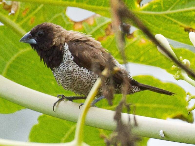 Black-faced Munia, Photos 3