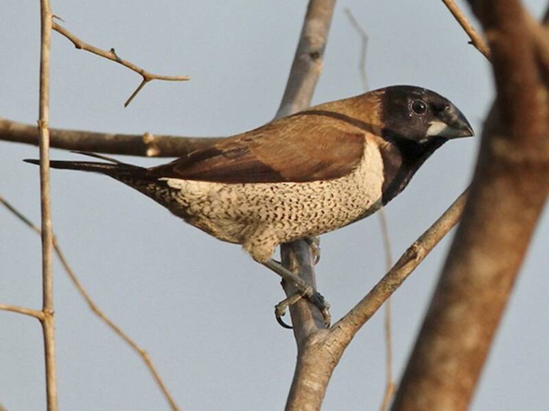 Black-faced Munia, Photos 4