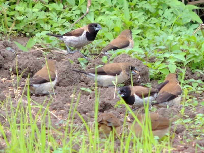 Black-faced Munia