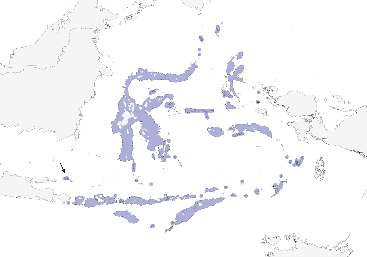 Black-faced Munia, Distribution 1