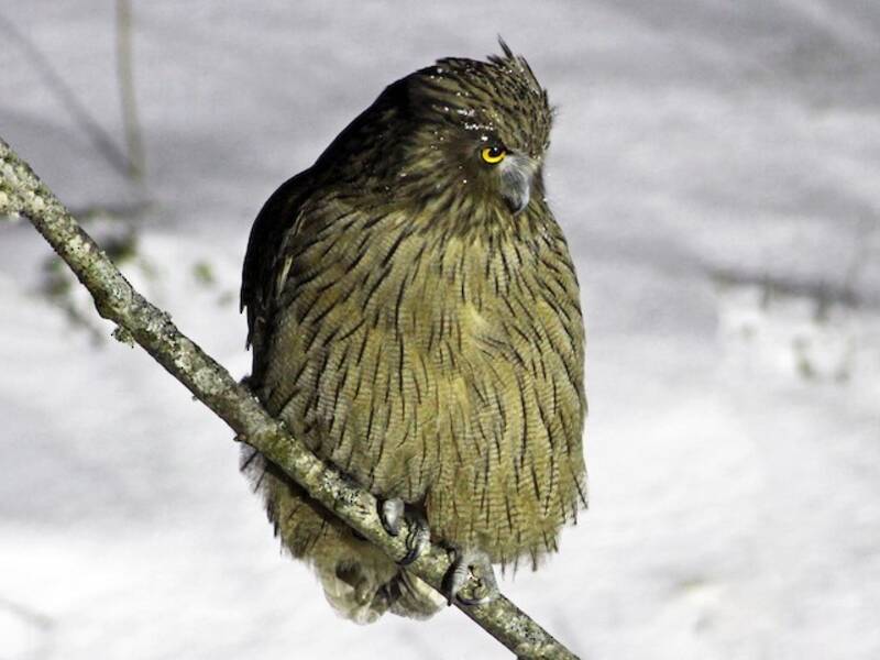 Blakiston's Fish-Owl, 照片 3