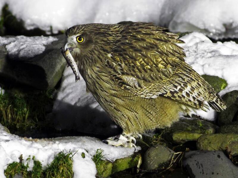 Blakiston's Fish-Owl, 照片 2
