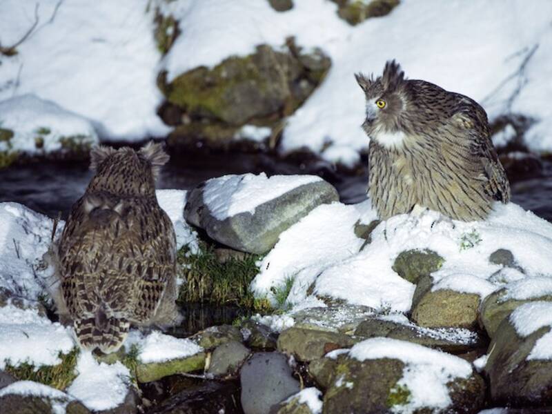 Blakiston's Fish-Owl, 照片 4