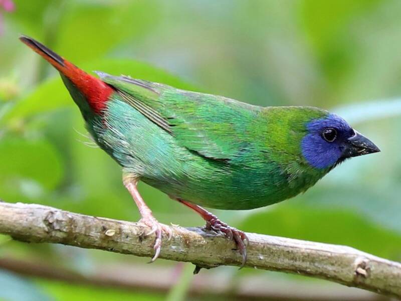 Pinzón Loro Cariazul