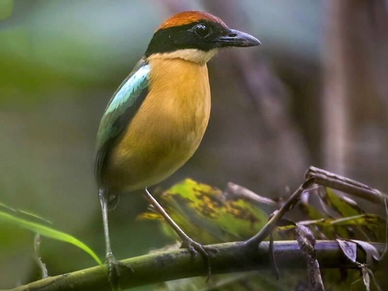 Black-faced Pitta, Photos 4