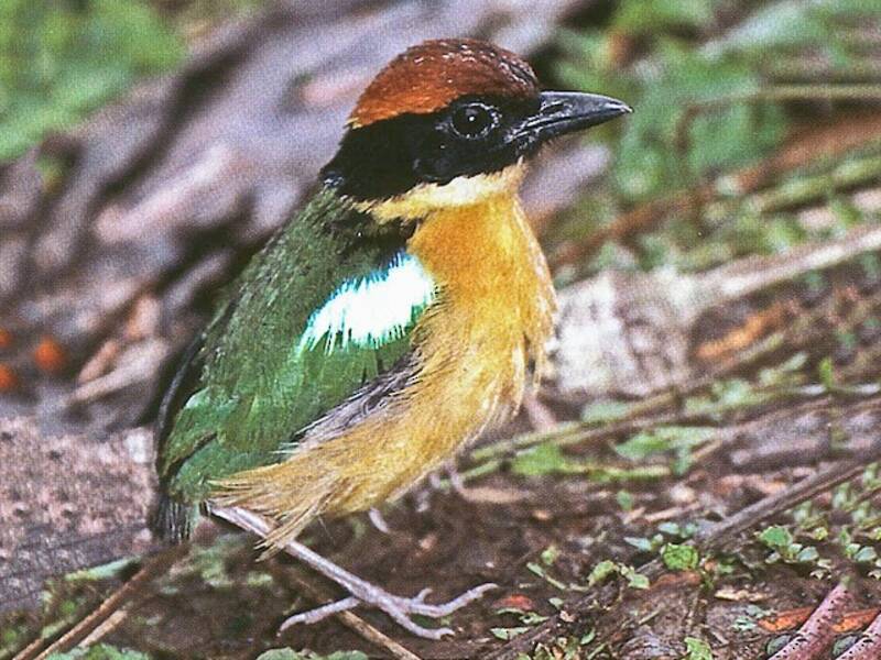 Black-faced Pitta, Photos 2