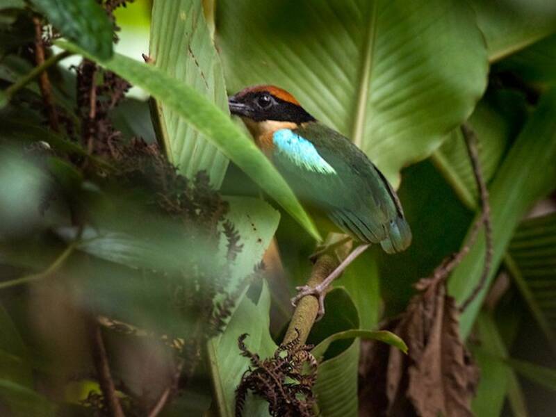 Black-faced Pitta, Photos 3