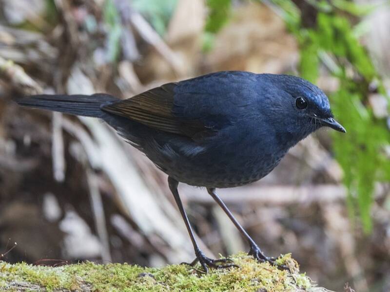 Blue-fronted Robin, Photos 2