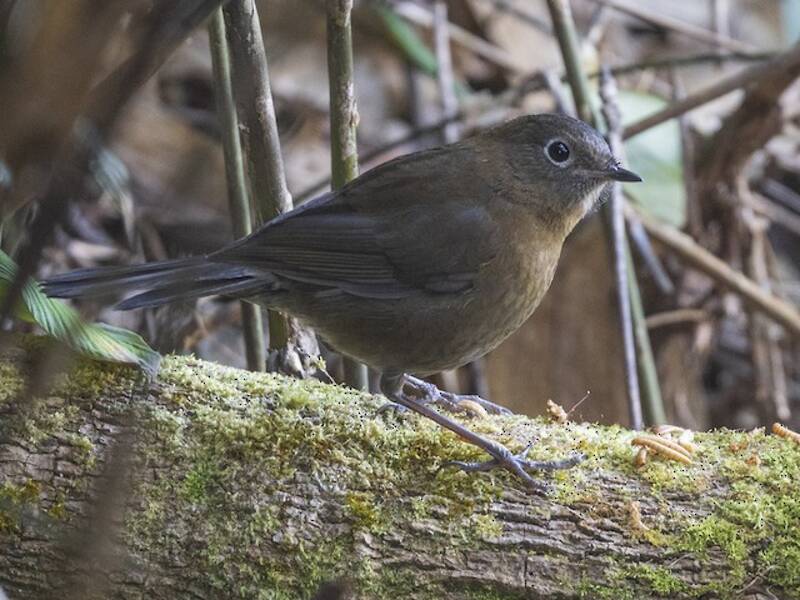 Blue-fronted Robin, Photos 3