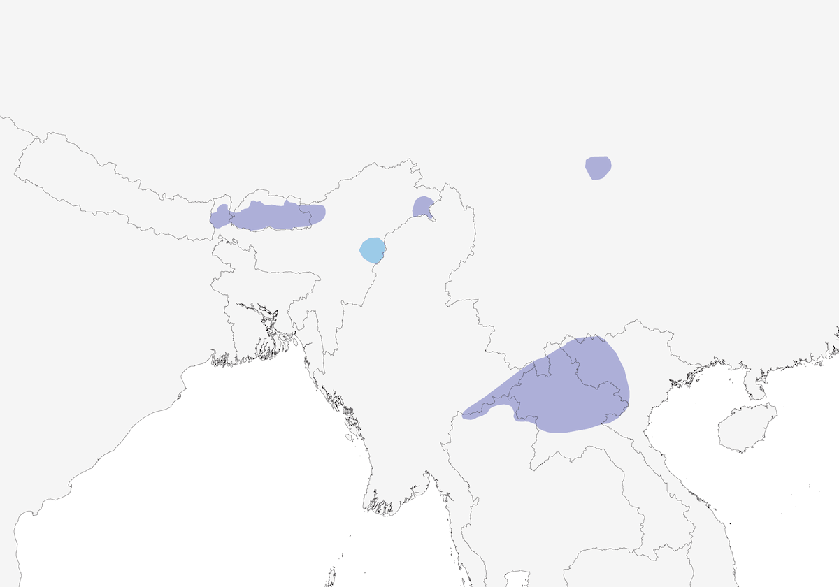 Blue-fronted Robin, Distribution 1