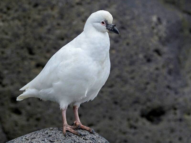 Black-faced Sheathbill