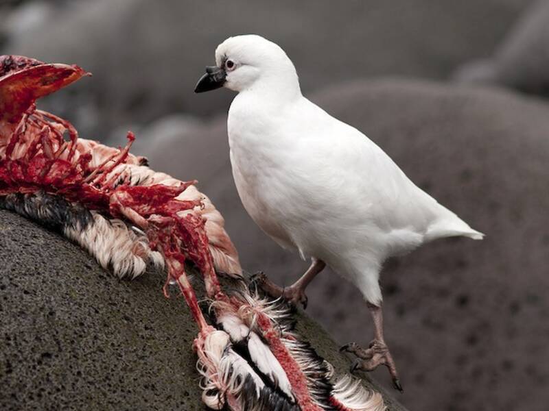 Black-faced Sheathbill, 照片 2