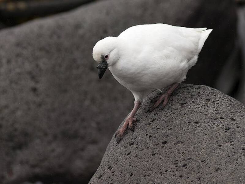 Black-faced Sheathbill, 照片 3