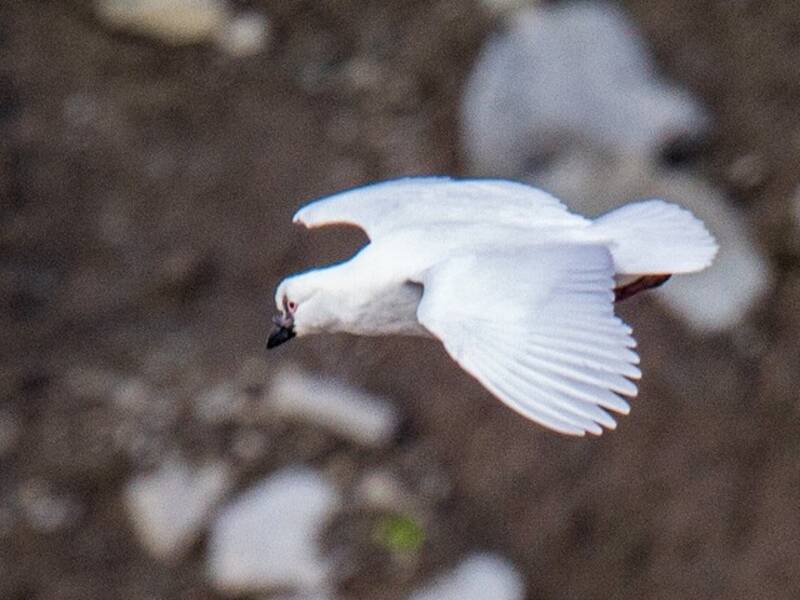 Black-faced Sheathbill, 照片 4