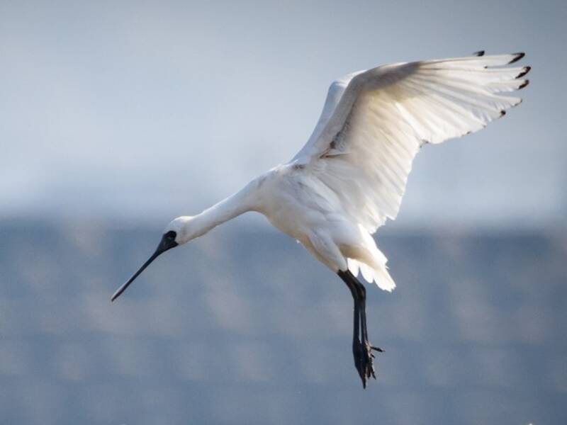 Black-faced Spoonbill