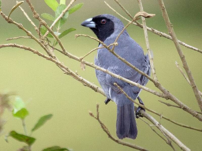 Black-faced Tanager, Photos 4