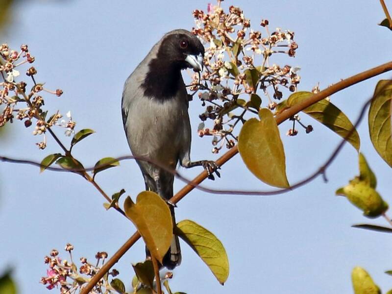 Black-faced Tanager, Photos 1