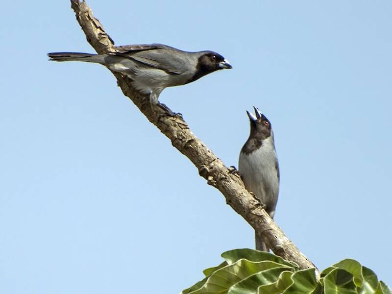 Black-faced Tanager, Photos 3