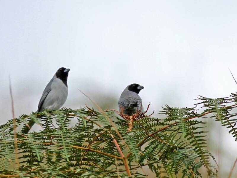 Black-faced Tanager, Photos 2