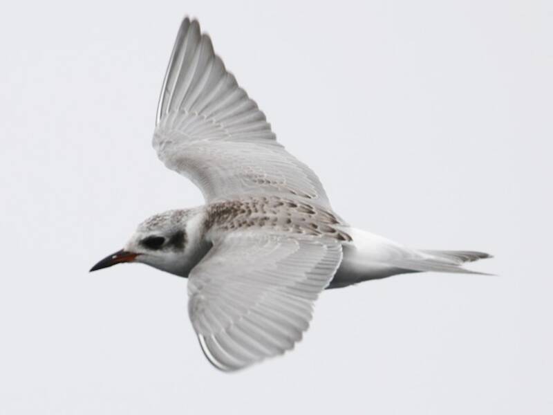 Black-fronted Tern, 照片 3