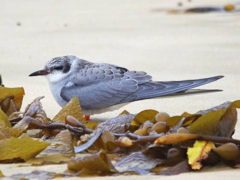 Black-fronted Tern, 照片 4