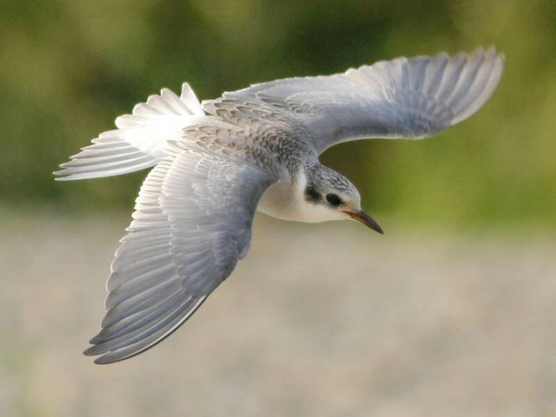 Black-fronted Tern, 照片 2