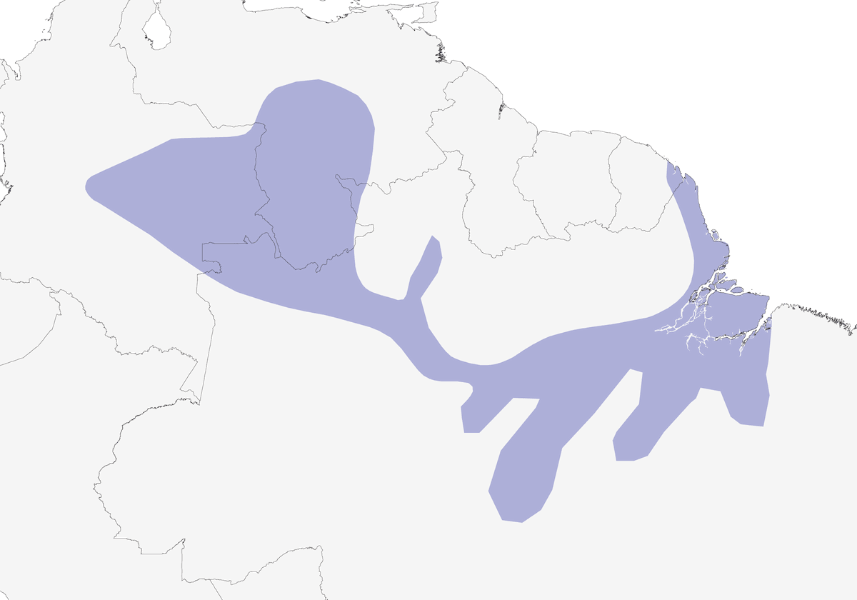 Batará negruzco, Distribución 1