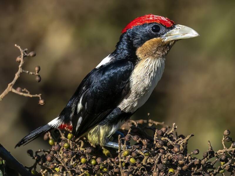 Black-girdled Barbet, 照片 3