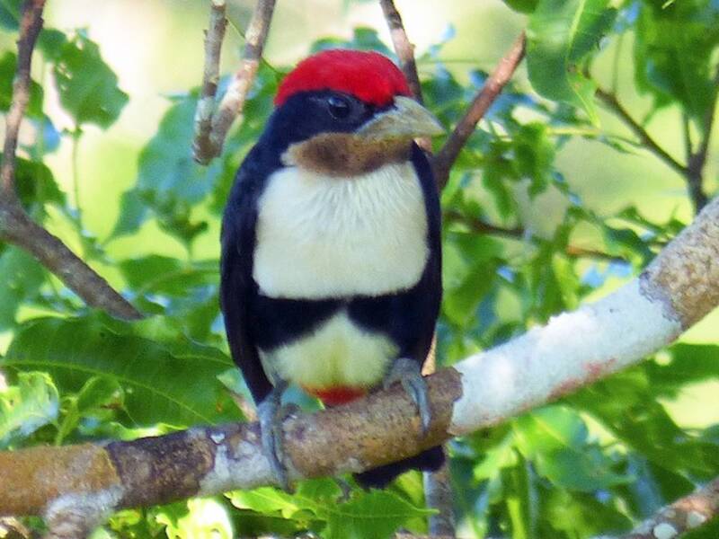 Black-girdled Barbet, 照片 2