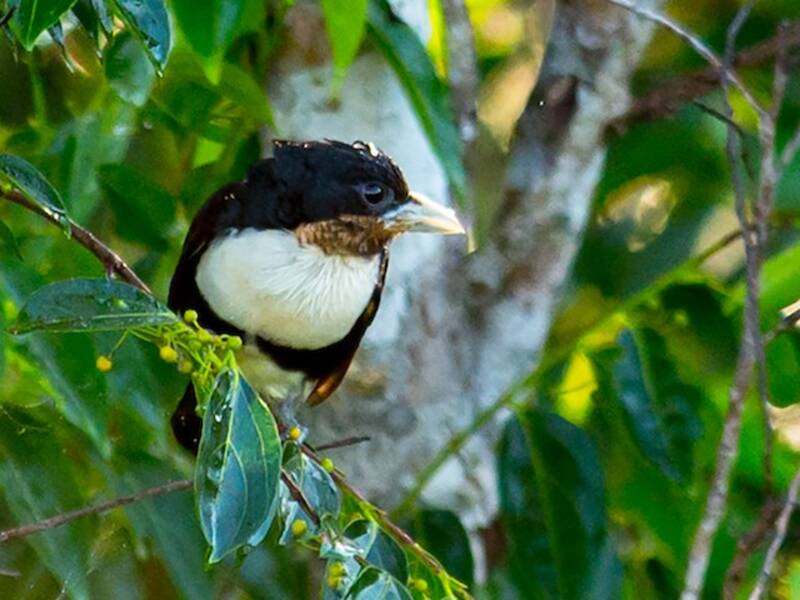 Black-girdled Barbet, 照片 4