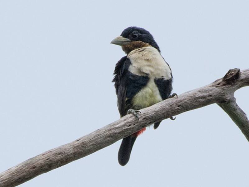 Schwarzbinden-Bartvogel
