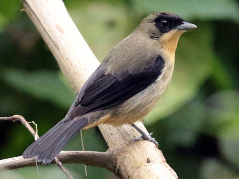 Black-goggled Tanager, Photos 2