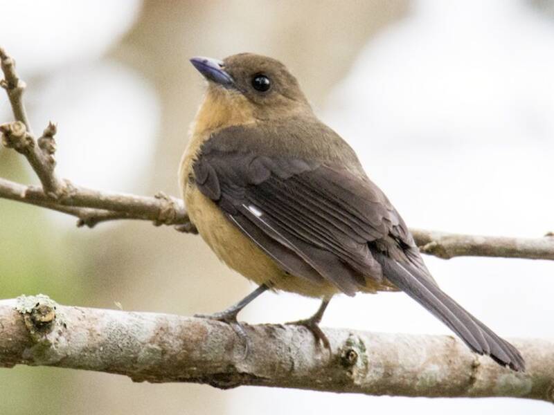 Black-goggled Tanager, Photos 4