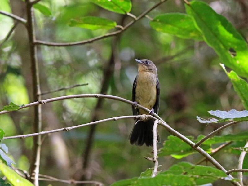 Black-goggled Tanager, Photos 3