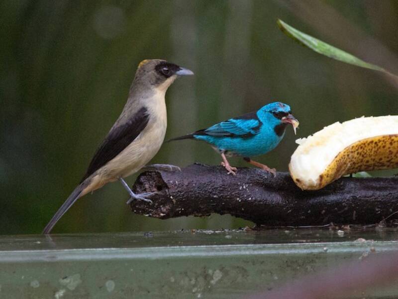 Black-goggled Tanager