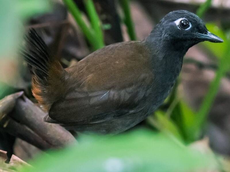 Black-headed Antthrush