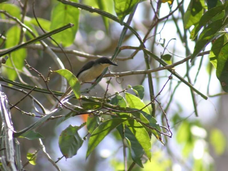 Schwarzkopf-Apalis, Fotos 4