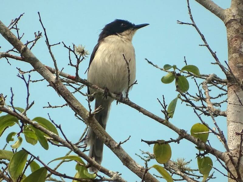 Schwarzkopf-Apalis, Fotos 3