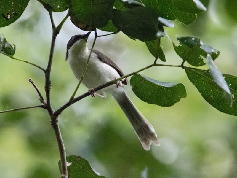 Schwarzkopf-Apalis, Fotos 2
