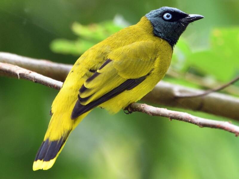 Bulbul Cabecinegro, Fotos 3