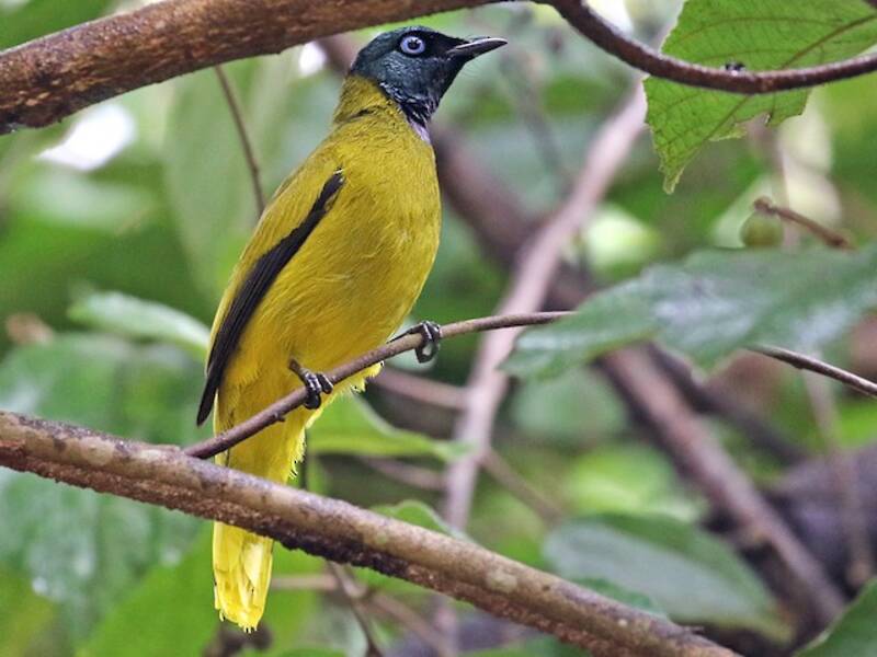 Bulbul Cabecinegro
