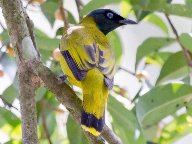Bulbul Cabecinegro, Fotos 2